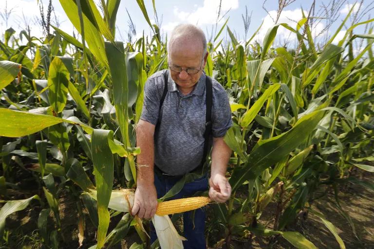 A person holding a husk of corn