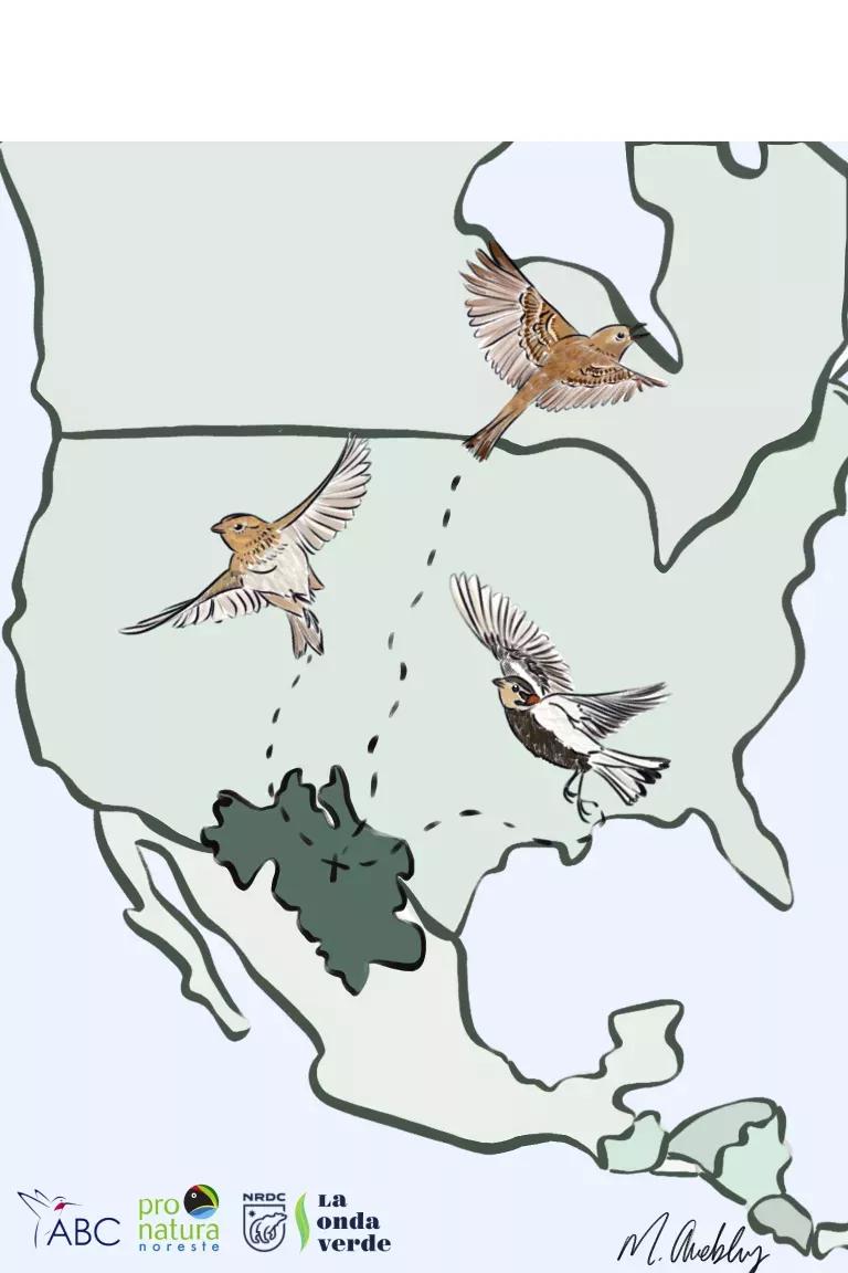 An illustration of birds over North America