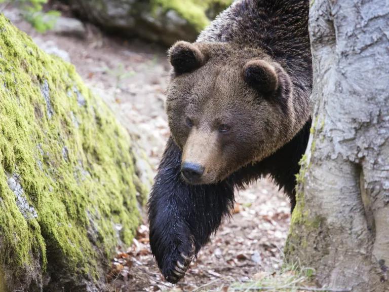 A grizzly bear walking through forest in Yellowstone National Park, Montana.