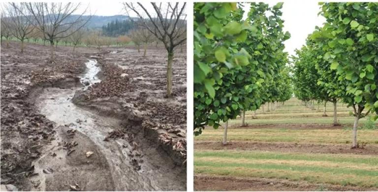 On the left, trees are surrounded by mud that is washing away in rain. On the right, trees are surrounded by grass.