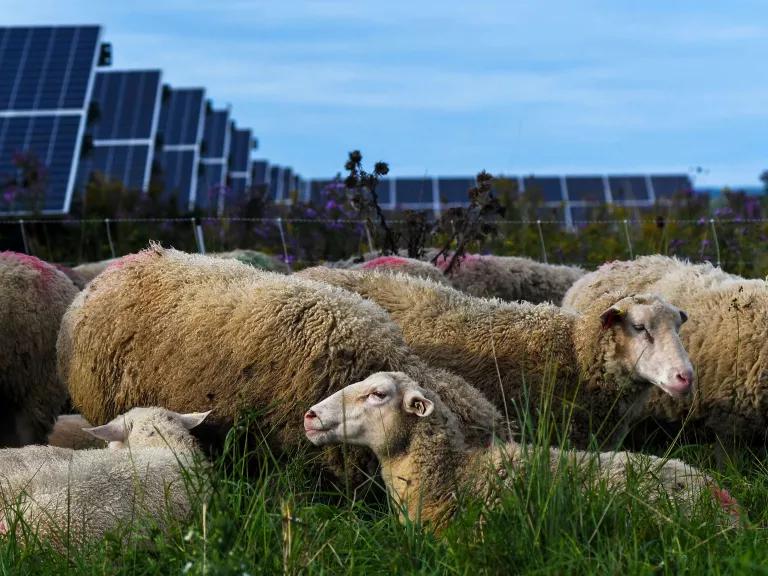 A small herd of sheep rests in the grass with solar panels in the background.