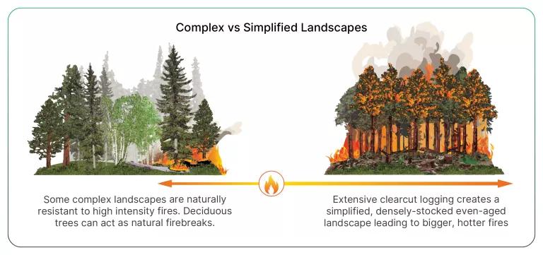 Natural forests with complex structure have heterogeneous fuels, patchy canopy and understory layers, and varied openings, which tend to produce more variable, often lower-severity fires that burn in patches and leave refuges for wildlife and regeneration. Simplified, recently logged, or plantation forests can have uniform dense fuels and continuous vertical and horizontal fuel ladders, which promote higher-intensity surface and crown fires that spread faster and burn more completely.