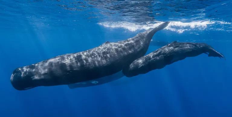A group of sperm whales swimming off the coast of Mauritius.