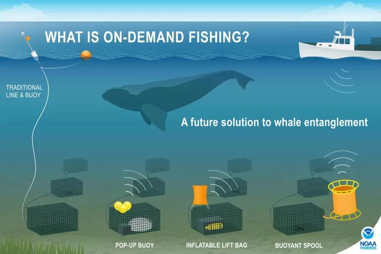 An infographic explaining pop-up on-demand fishing.

Pop-up or “on-demand” fishing removes persistent vertical buoy lines from the water column until the captain is ready to retrieve the gear. This new technology allows fishing and marine life to safely coexist.