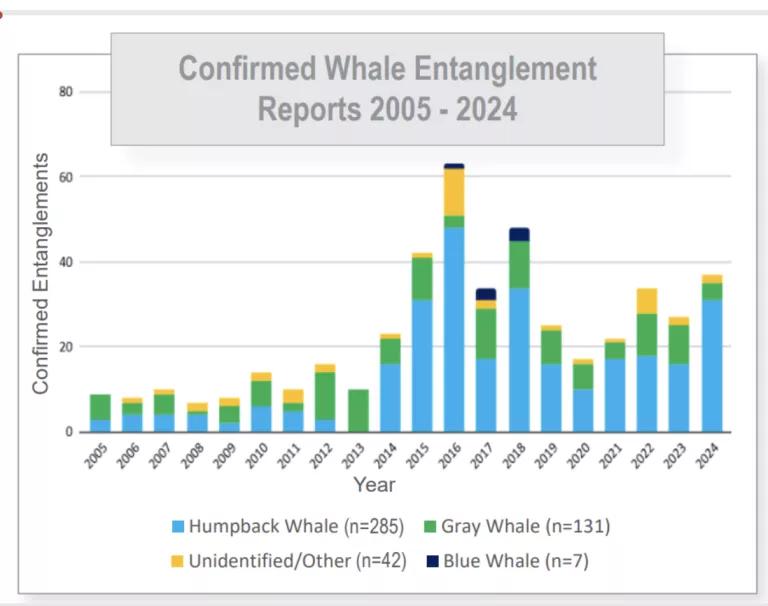 A graph showing the number of confirmed whale entanglements in west coast fisheries from 2005-2024.

Based on preliminary data, NOAA Fisheries estimates that only one in five humpback whale entanglements is observed and reported, meaning the true number of entanglements is likely far higher than shown in the chart. Entanglements remained high in 2025 (33 whales) and at least 10 entangled whales have already been sighted in 2026.