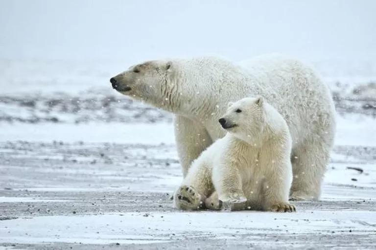 800px-Polar_Bear_ANWR_1.jpg