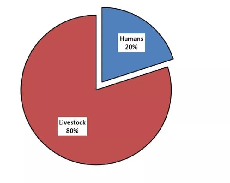 ABX used in animals pie chart.jpg