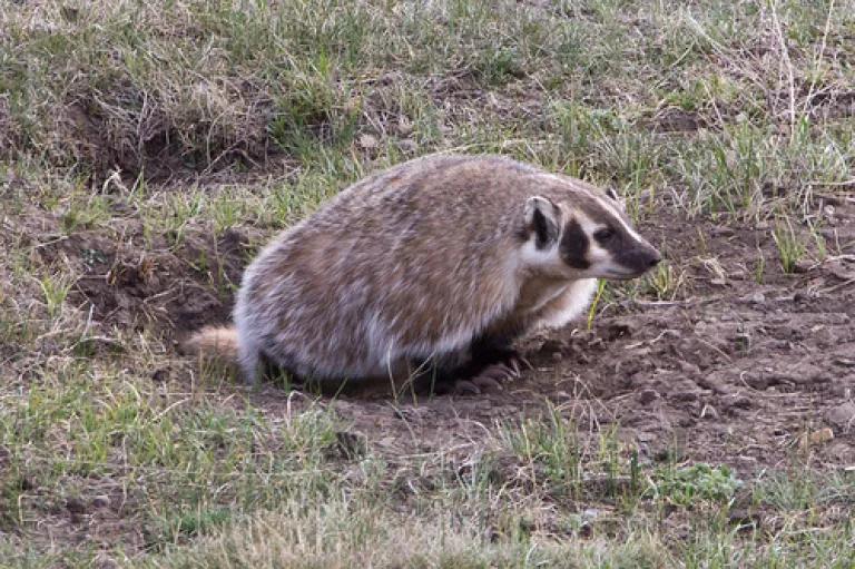 Badger.jpg