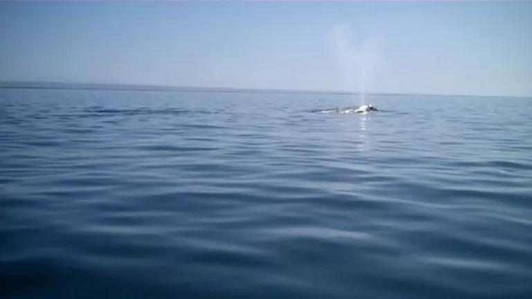 Gray whale spout