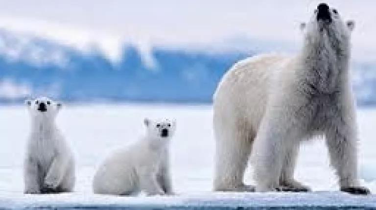 Thumbnail image for Blog Polar Bear.jpg