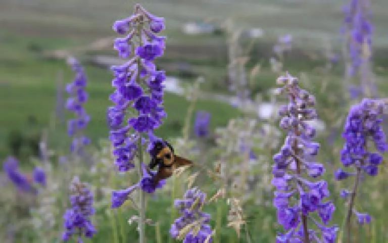 Bumble bee foraging larkspur in Colorado (photo by Karen Levy, Emory University via National Park Service)