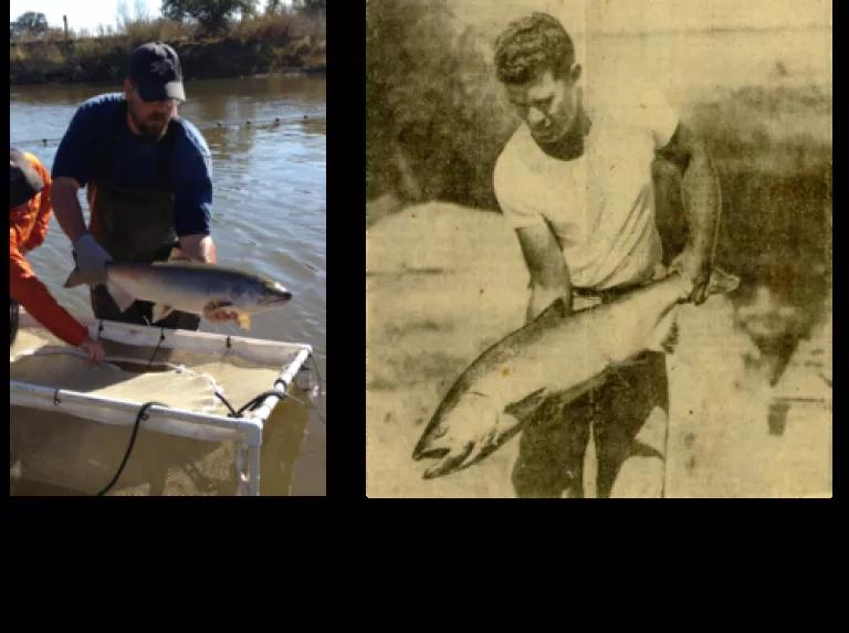 Comparative San Joaquin River Fish Releases.png