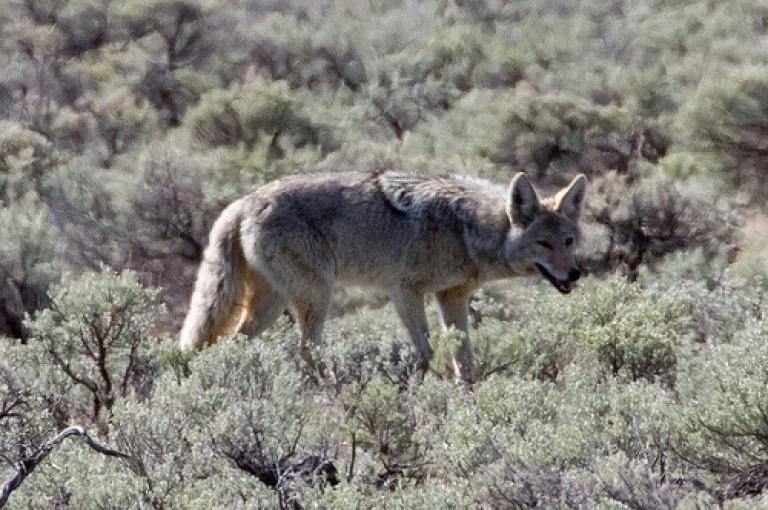 Coyote.jpg
