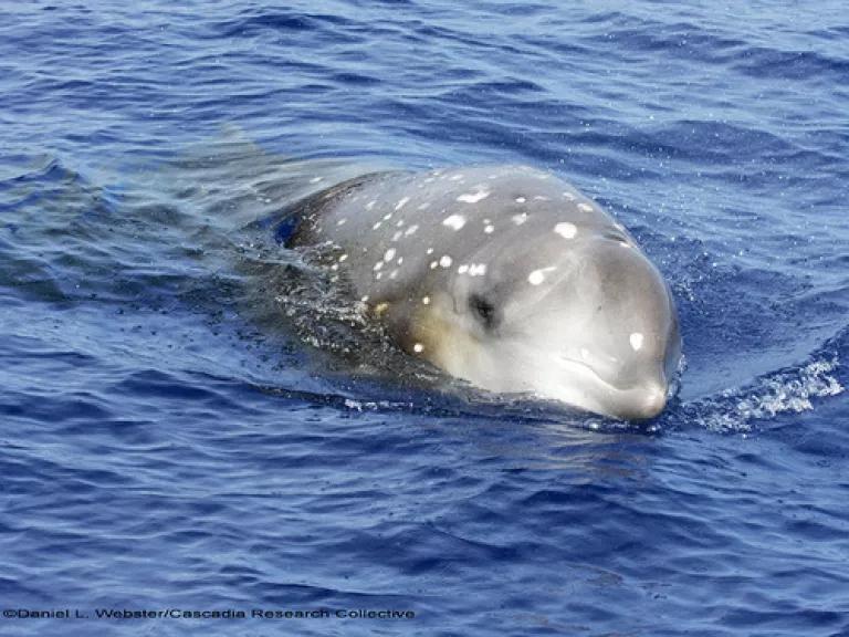 Cuviers_beaked_whale_2008May05_D10_DLW_0052-800.jpg