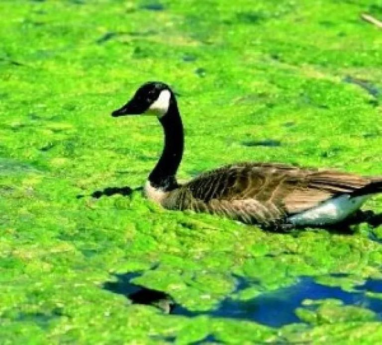 Duck in algae.jpg