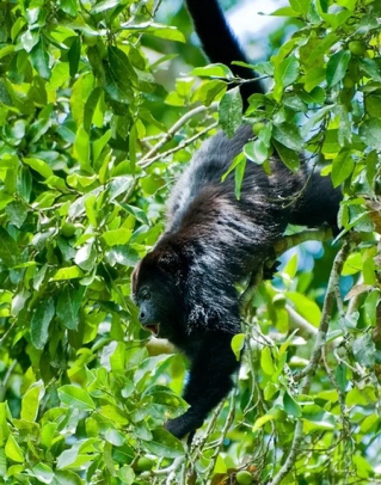 Howler Monkey on Moraceae Tree.JPG