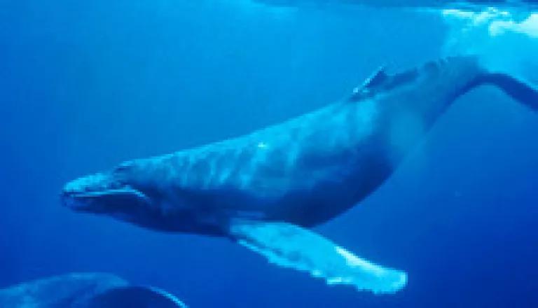 Thumbnail image for Humpback_Whale_underwater_shot wikipedia.jpg