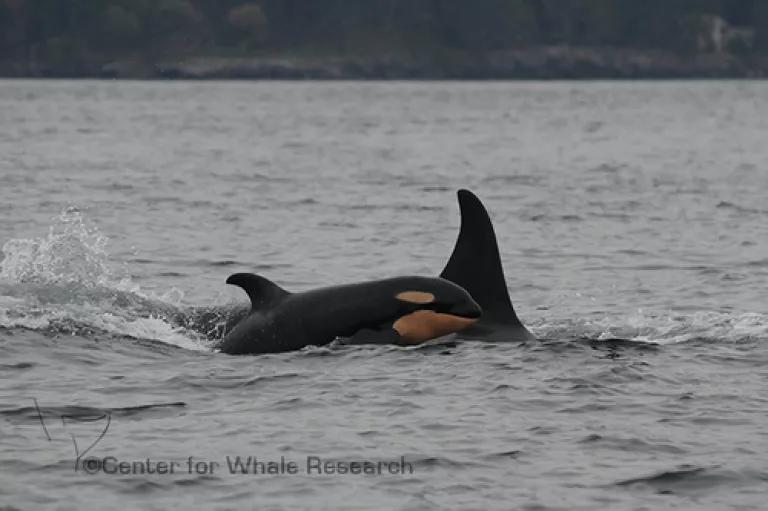 IMAGE_J53 baby_Credit Center for Whale Research.jpg