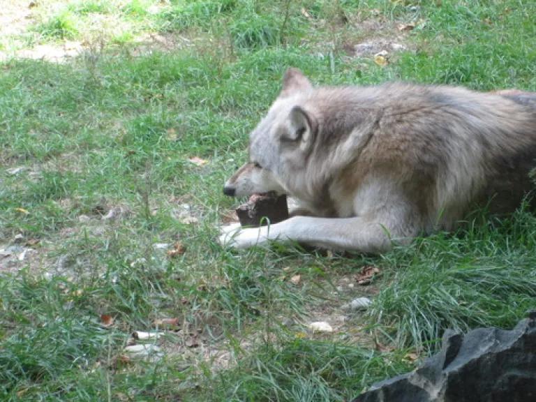 Wolf eating beaver tail.JPG
