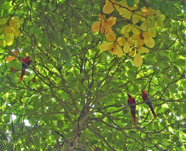 Osa Scarlet Macaws in the canopy.jpg