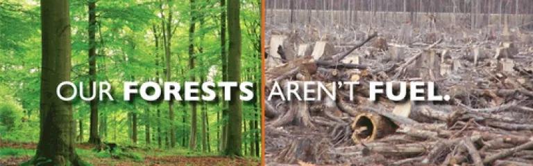 Our Forests.png