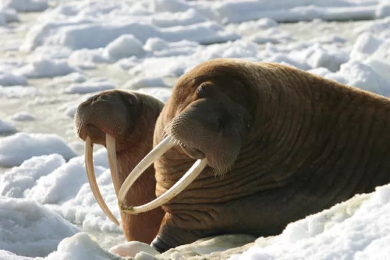 Pacific walruses - USFWS, Joel Garlich-Miller.jpg