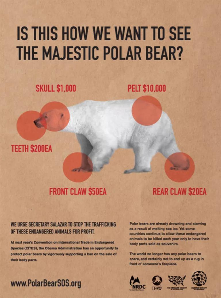Polar Bear Salazar Ad