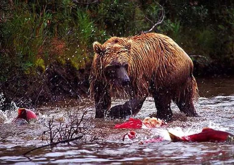 Pool 32 Bear with Salmon.jpg