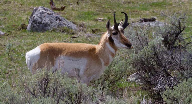 Pronghorn.jpg
