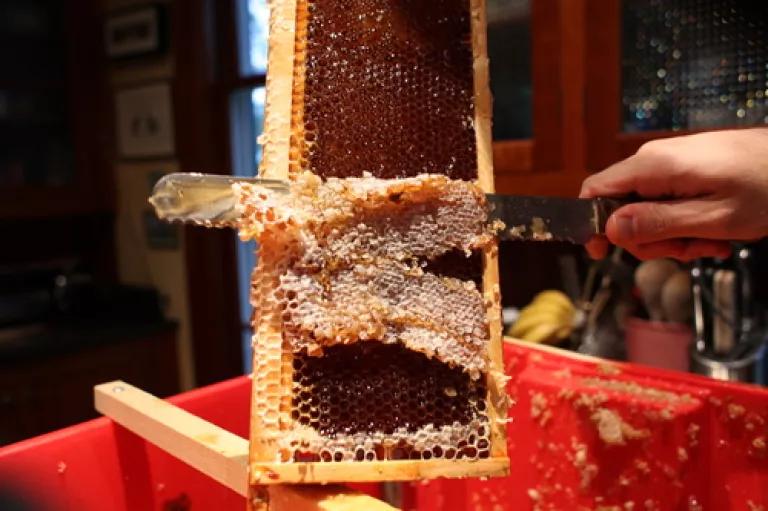 Scraping honey.JPG