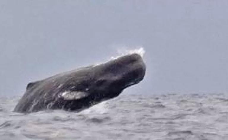 Sperm whale.jpg