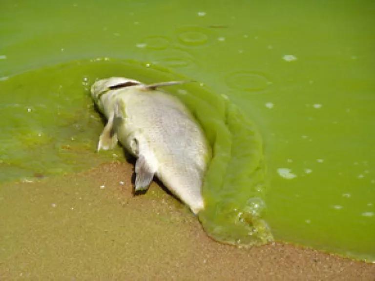 algae-dead-fish-2011.jpg