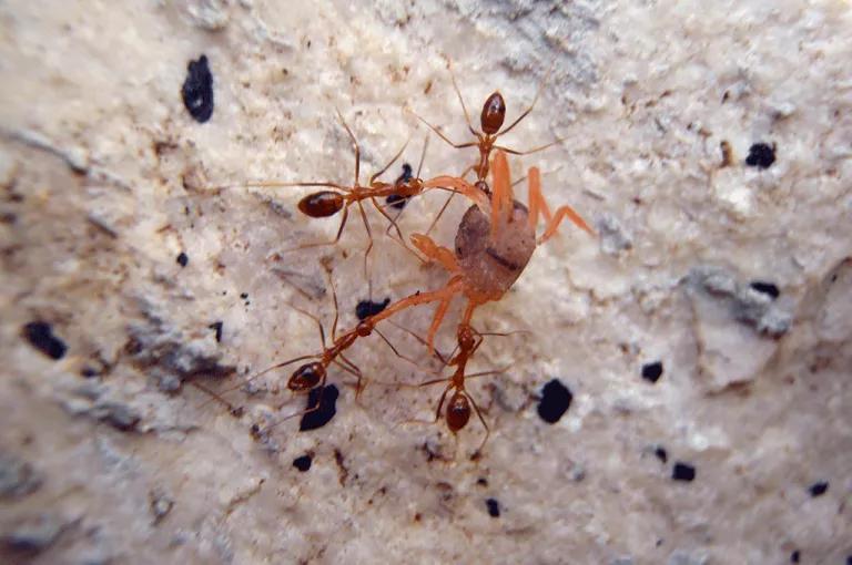 Yellow crazy ants in Australia