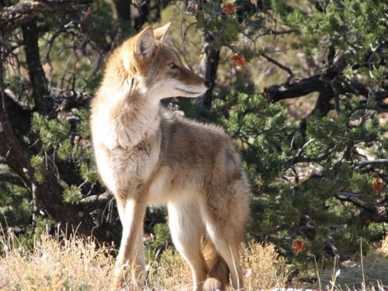 coyote (National Park Service, photo by Sarah Stio)