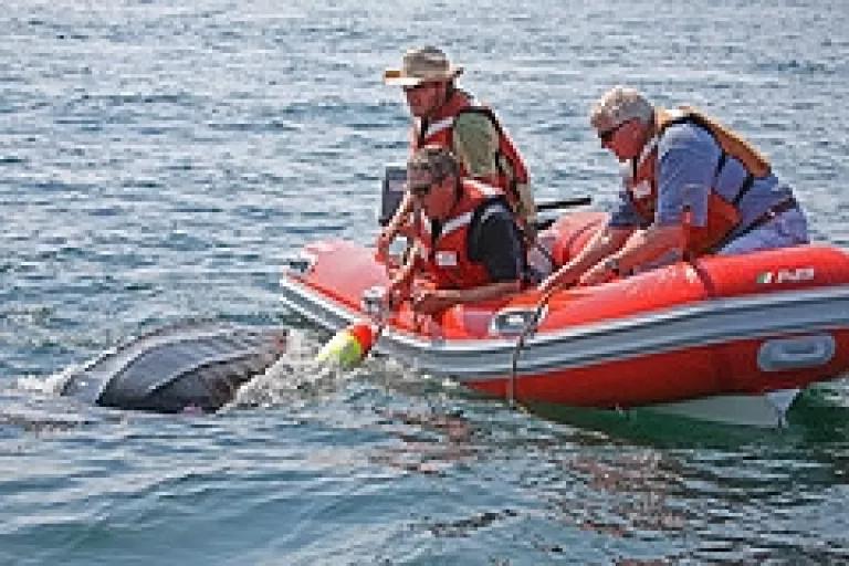 Thumbnail image for dad saving turtle.JPG