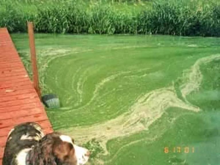 dog in algae.jpg