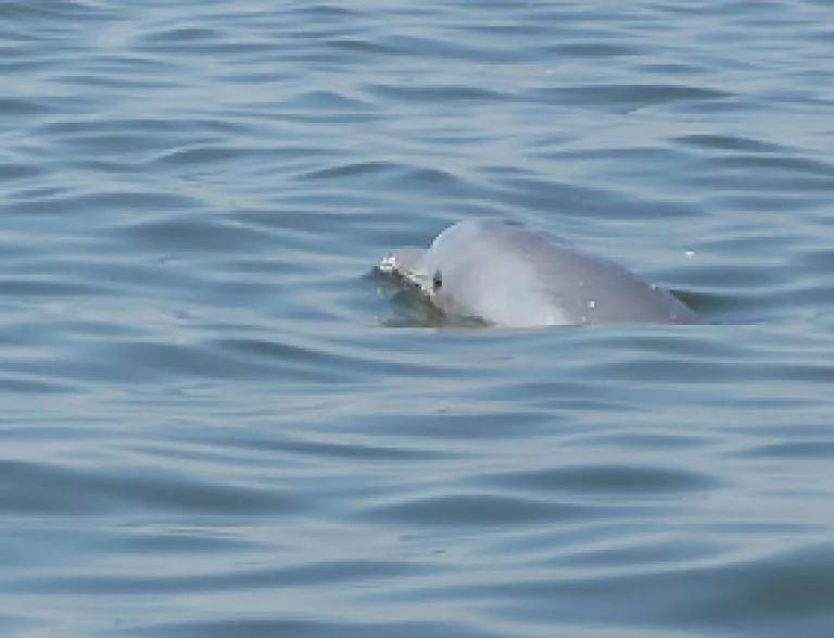 Dolphin swimming in dispersed oil in Gulf
