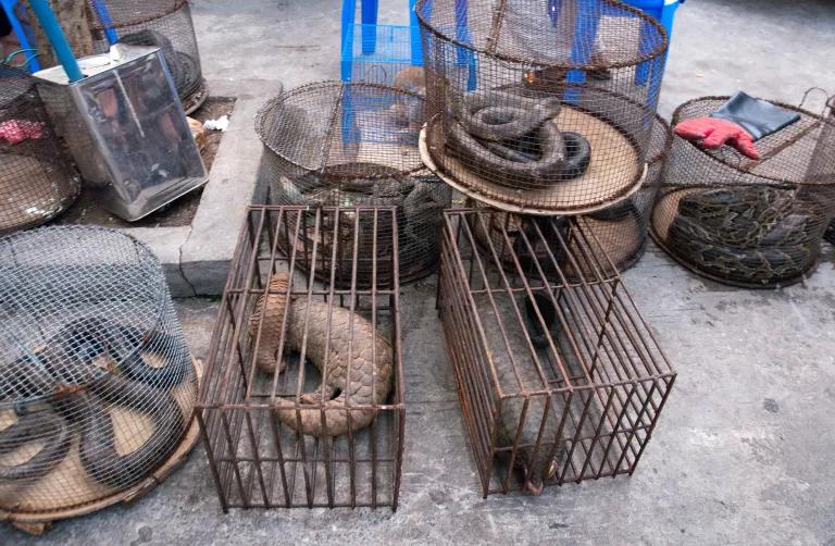 Pangolins and snakes in cages on a concrete floor