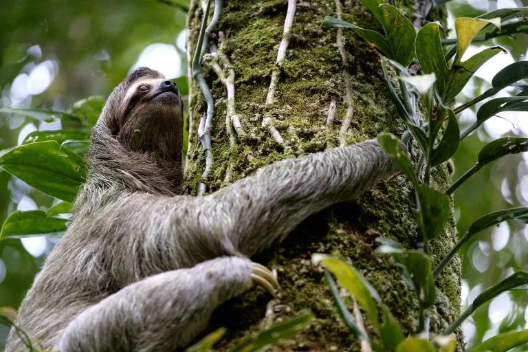 A sloth rests on a tree trunk