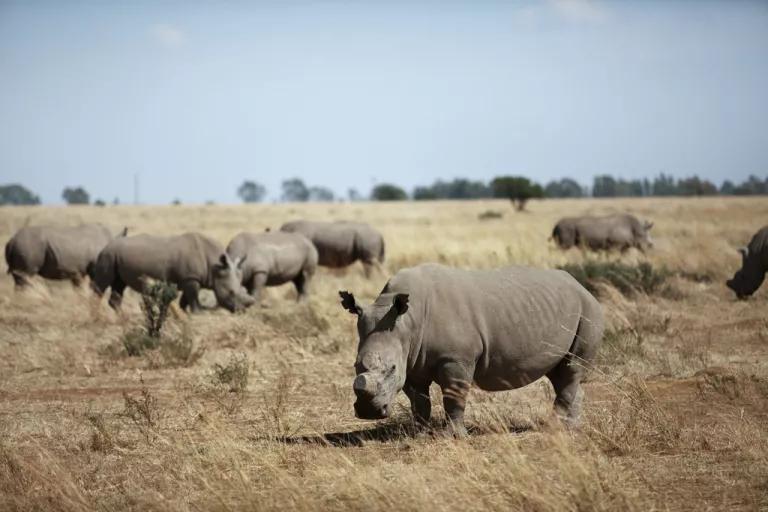 de-horned white rhinos