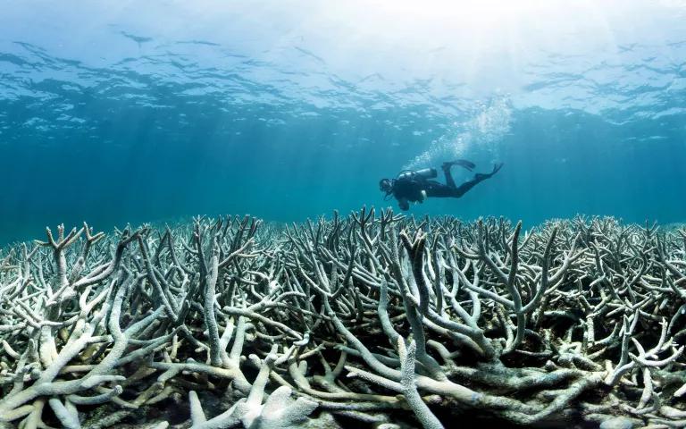 A scuba diver swims above a dead, gray coral reef