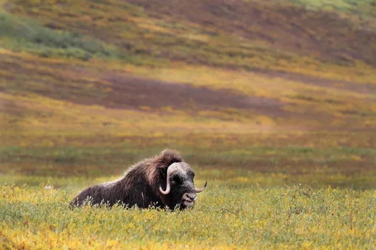 A musk ox stands in tall green and gold grasses