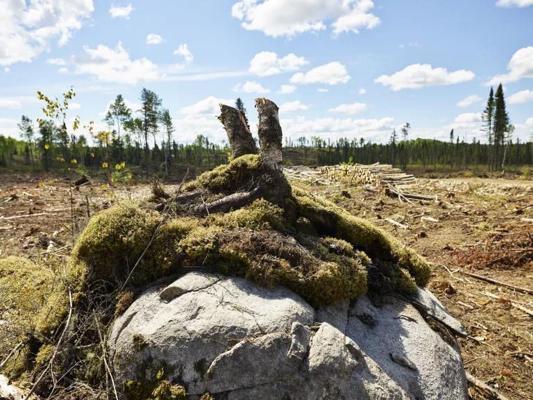 Moss grows on a rock surrounded by barren, clearcut land
