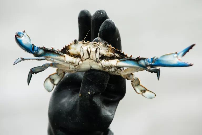 A person's hand covered in a black glove holds a small blue crab