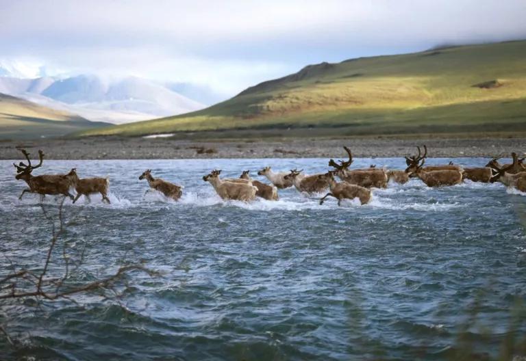 A herd of caribou walk through a river with mountains in the background