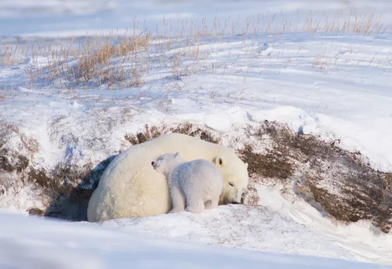A mother and baby polar bear snuggle near a small ridge on a snowy plain