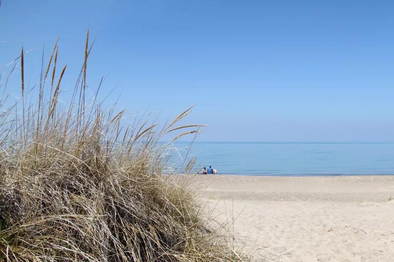 Tall grasses on a dune with clean sand and blue water in the background