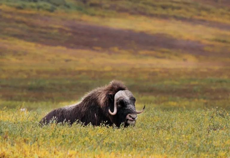 A muskox stands among tall grasses in a meadow