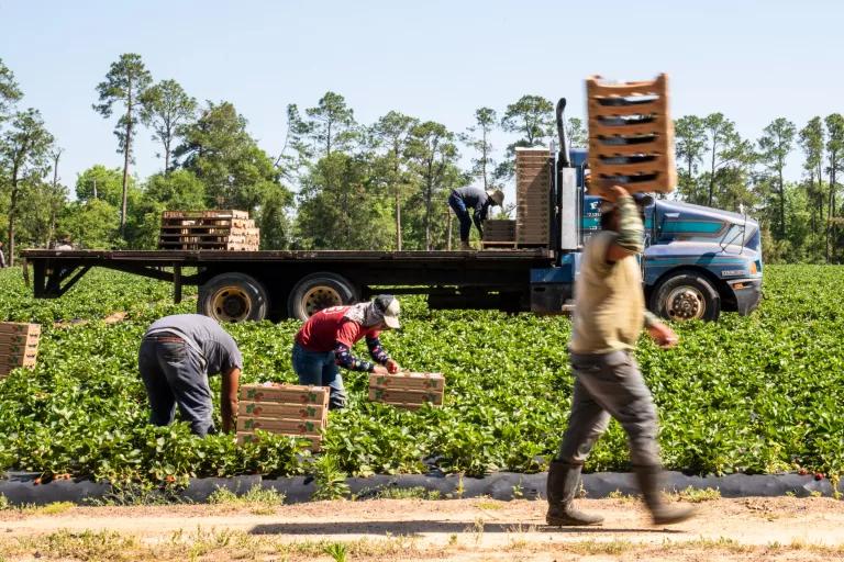 Farmworkers harvest strawberries
