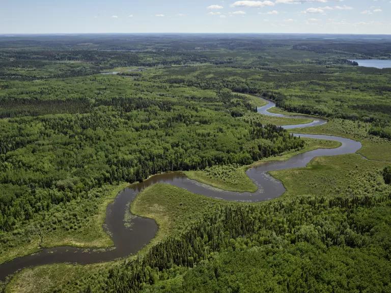 Image of healthy boreal forest